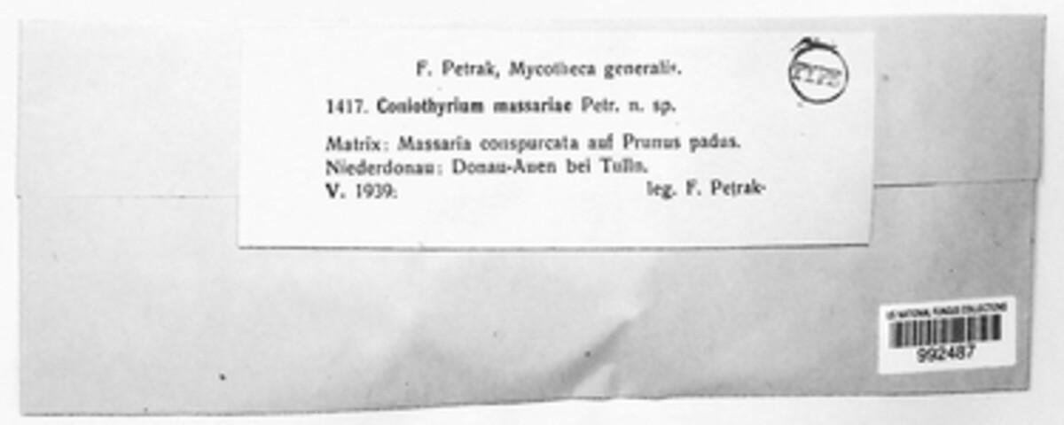 Coniothyrium massariae image